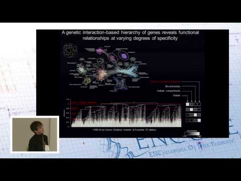 Solving the genotype-phenotype problem - Brenda Andrews