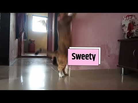 The Dancing cat's 😽😽😽 | Shaikh firdous