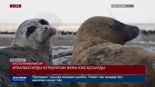 Итбалықтарды құтқаратын жоба іске қосылды