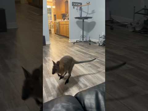 Wallaby jumps on couch #wallaby #joey