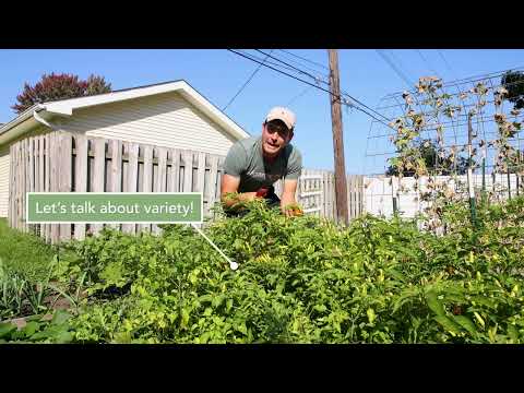 Amazing Fall Pepper Harvest From Our Backyard Grocery Store