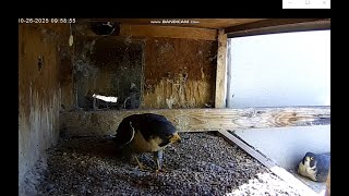 Sokół wędrowny Manchester (NH) USA -  spotkanie pary  i odpoczynek 2025 10 26