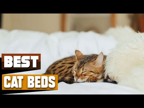 Best Cat Bed In 2021 - Top 10 Cat Beds Review