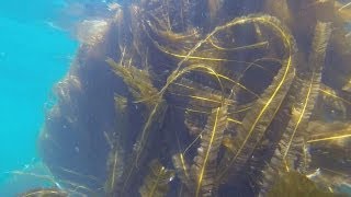 Seaweed: sea fuel? - futuris