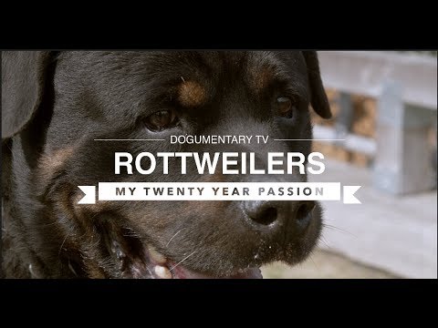 ROTTWEILERS: MY TWENTY YEAR PASSION
