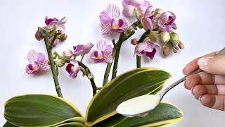 ORCHIDEE EXPLOSION! 🌺🌿 Jetzt blühen sie wie verrückt!