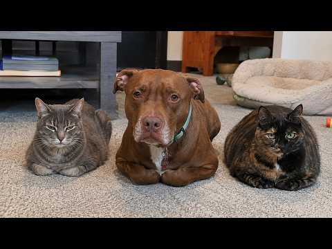 This Pit Bull Thinks He's a Cat