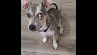 Video preview image #1 Mutt Puppy For Sale in Arlington, VA, USA