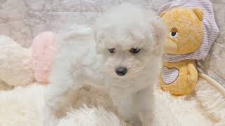 ビションフリーゼの動画01