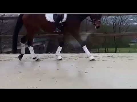 SOLD Dressurnachwuchs *2014 Stute von Franziskus x Biotop x Rubinstein FOR SALE