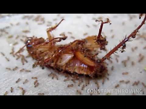 Louis theroux: Dying Cockroach