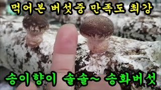 송이버섯향 송화버섯 재배모습 구경하기 송화버섯가격