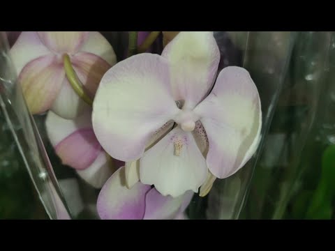 Леруа:ЗАВОЗ ОРХИДЕЙ, 15.06.23,ТЦ "Космопорт", Самара, ул. Дыбенко, 30.