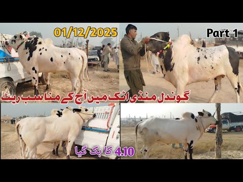 Today Gondal Mandi Attock 1/12/2025 Latest Fatehjangi Rate's Update @Wahbullcrazy Qurbani 2026 27 