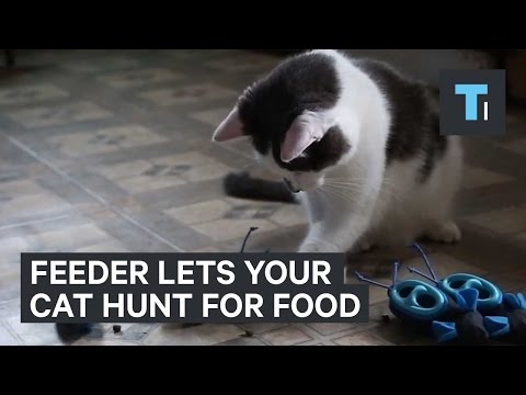 Feeder lets your cat hunt for food