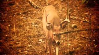 preview picture of video 'Worldseriesofwhitetails.avi'