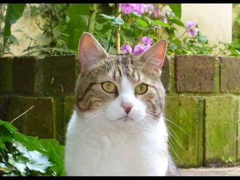 Mon chat Misère - Jacky Galou