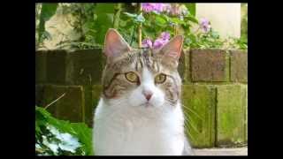 Mon chat Misère - Jacky Galou