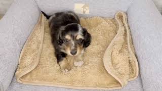 ミニチュアダックスの動画01