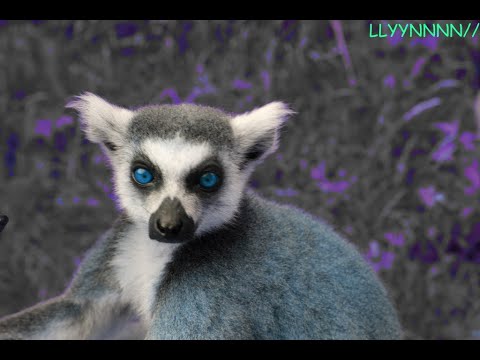 LLYYNNNN// - The Dark Sky (with Siebzigtausend)