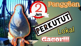 Download lagu 2 Jam Pancingan Perkutut Lokal Gacor Gayer Lancar Bosq Masteran Perkutut Macet/ ombyokan @Si Baja mp3