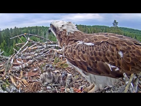 Kalakotkas2 | Ivo bring fish and Iiris feeding | June 08, 2022