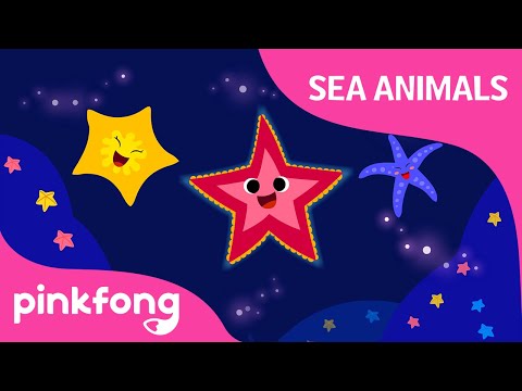 Shooby dooby doo Starfish | Sea Animals Song | Animal Song | Pinkfong Songs for Children