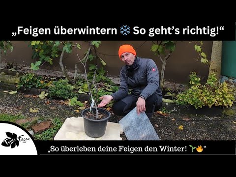 Overwintering figs ❄️ Here's how! Frost, watering, protection – what you need to know!