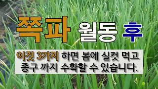 쪽파 월동 후 이것 3가지 하면 봄에 실컷 먹고  종구까지 수확 할 수 있어요! #주말농장 #3월 초순 쪽파…