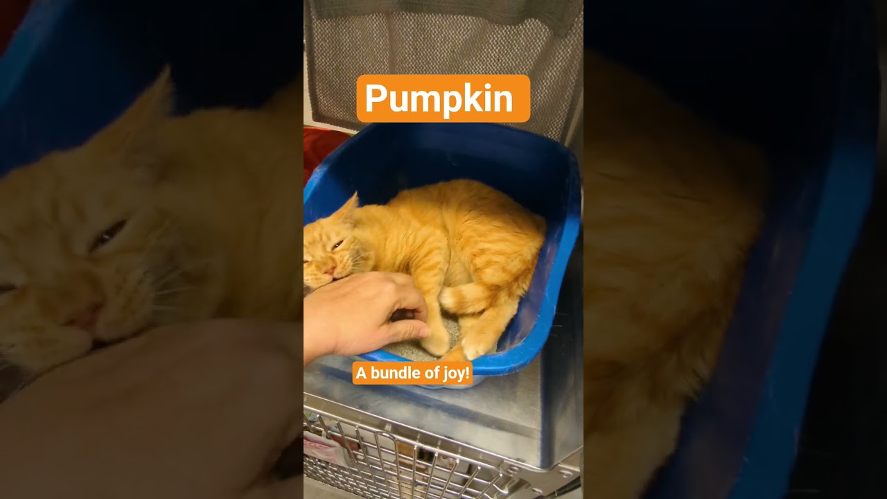 Enlarge Pumpkin - Orange Male, a ADOPTABLE Domestic Short Hair in Fullerton, CA video 3/3