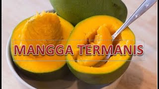 Download lagu This is the sweetest type of mango in Indonesia mp3
