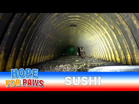 この赤ちゃんを救うために地下100フィートを這いました - 閉所恐怖症の方は見ないでください 💀 #子猫