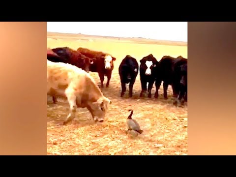 Ozzy Man Reviews: Goose vs Cows Video