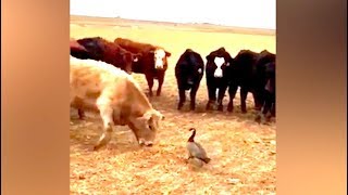 animales ganso vs vacas