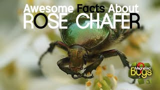 Amazing Facts About Rose Chafers - Magnified Bugs