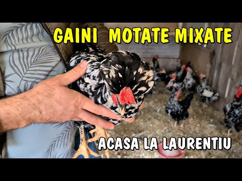Country Life - Laurentiu's Chickens - The Orchard with Hundreds of Ducks and Moțate Chickens