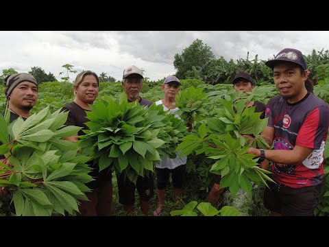 EP109 Part 1 - PALATEK : TALBOS ng BALINGHOY at LUBI LUBI | Buhay Probinsya - San Pablo City, Laguna