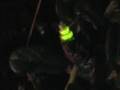Glow worm(s) (Lampyris noctiluca) part 3. Southern ...
