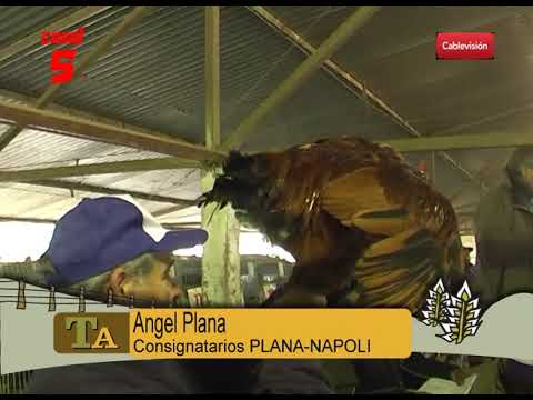 ANGEL PLANA INICIO REMATE