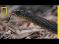 Cobra vs. Rat Snake 
