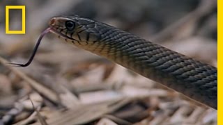 Cobra vs. Rat Snake | National Geographic
