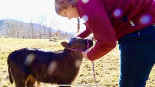 LEARNING TRUST IS HARD - Halter Training Homestead Bull Calf