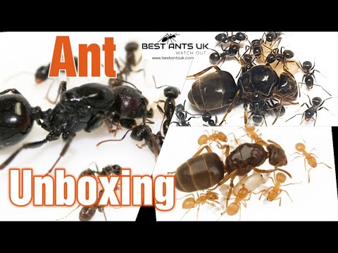 Best Ants UK Ant Unboxing + Giveaway