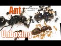 Best Ants UK Ant Unboxing Giveaway
