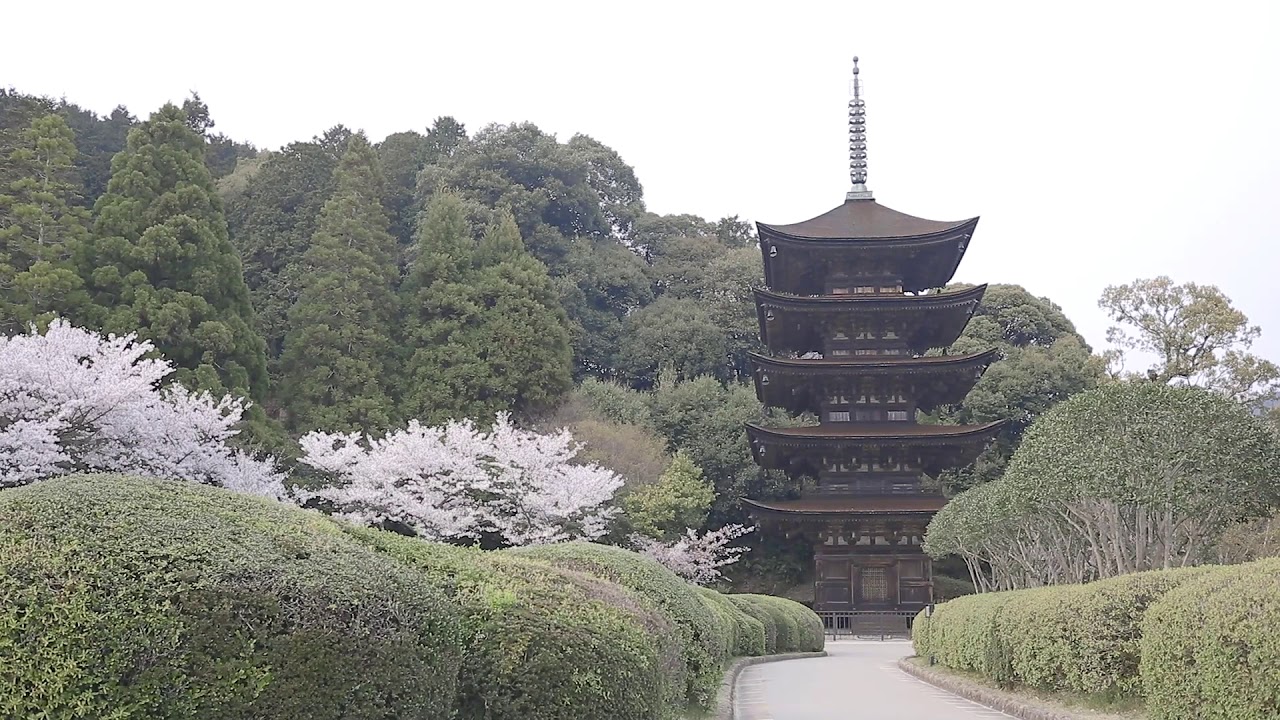 瑠璃光寺五重塔（桜）