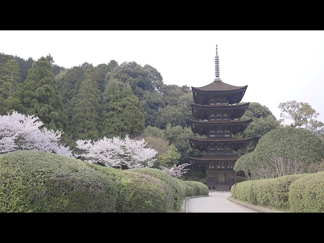 瑠璃光寺五重塔（桜）