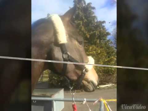 Pferd Sabia von Silberschmied Dia