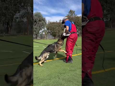 Qarl von Taylorhof Protection