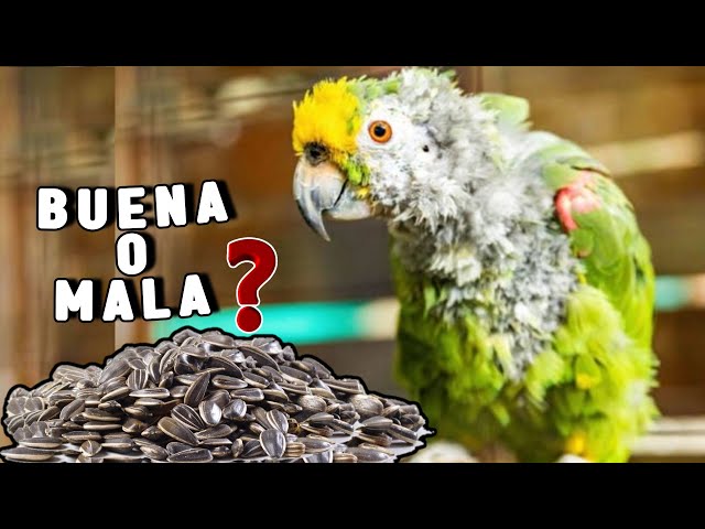 Vídeo relacionado con Versele-Laga Prestige Loros | 1 kg | Alimento complementario para Loros | Mezcla de Cereales y Semillas Semillas de Girasol rayadas y Cacahuetes