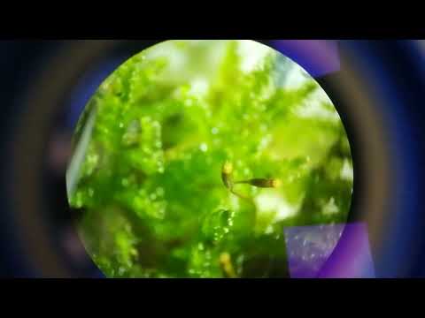 Opening of Sporogon (Peristom) - Hypnum cupressiforme (Bryophyta) #2 (fast)